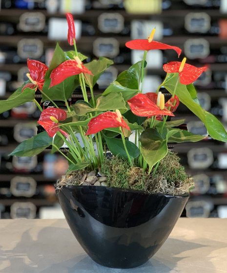 Double Anthurium Combo Planter