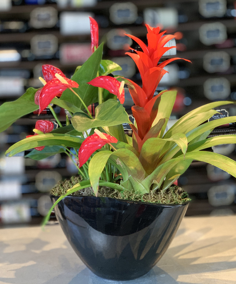 Bromeliad Anthirum Combo Planter