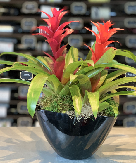 Double Bromeliad Combo Planter