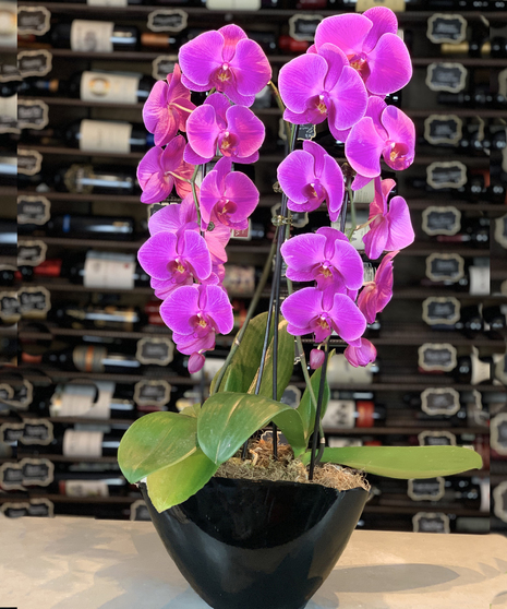 Grand Galore Purple Orchid