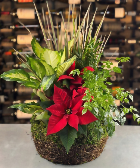 Holiday Poinsettia  Moss Basket