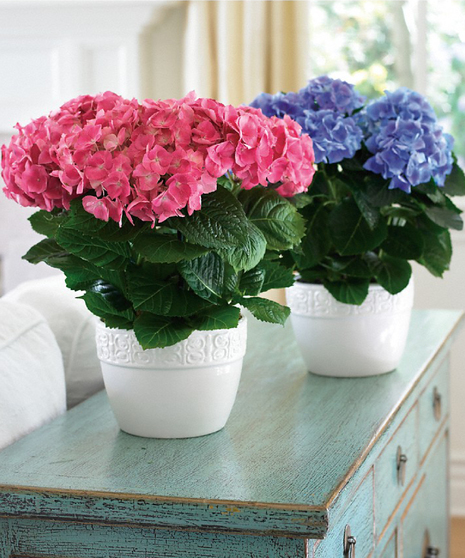 Heavenly Hydrangea