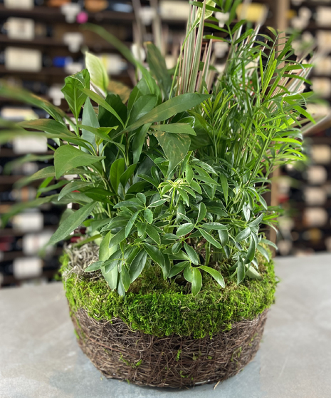 Moss Dish Garden Planter