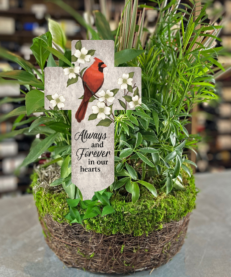 Cardinal Always And Forever Moss Garden Columbus Ohio Florists Newark Oh Plants Griffins