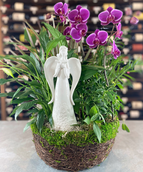Phalaenopsis With Angel Garden