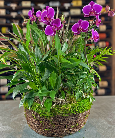 Phalaenopsis Moss Garden