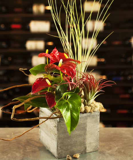 Natural Beauty Wooden Cube nthirium and air plants (Tillandsia) Columbus Florists Flower Shops Columbus OH