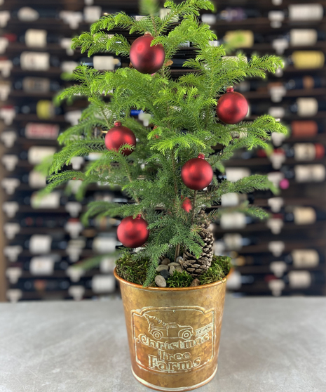 Noble Fir Farm Planter
