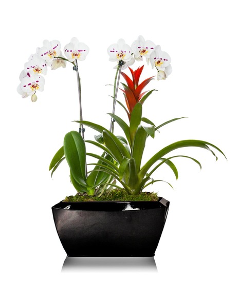 Orchid Anthurium Combo Planter
