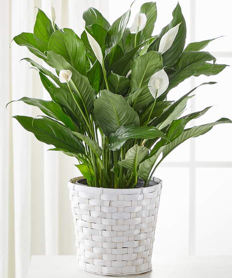 Sympathy Peace Lily Plant