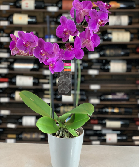 Purple Phalaenopsis Orchid Plant