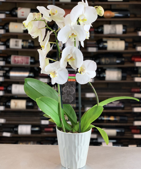 White Phalaenopsis Orchid Plant