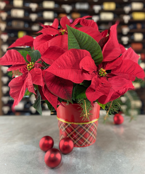 Classic Red Poinsettia