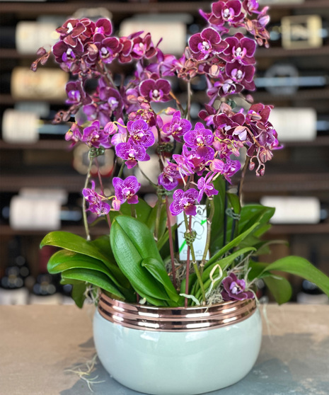 Precious Purple Orchid Garden