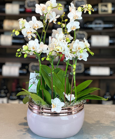 Precious White Orchid Garden