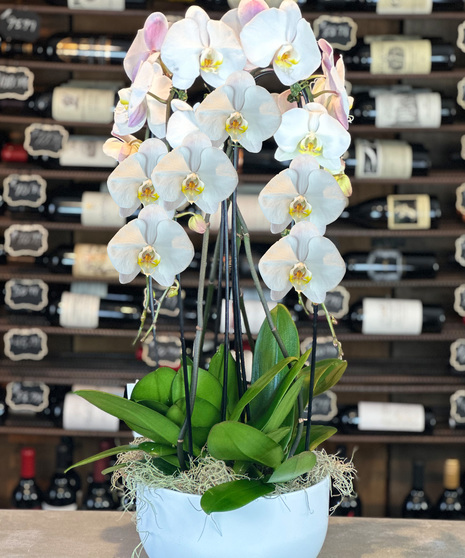Royal  white Waterfall Orchid Garden