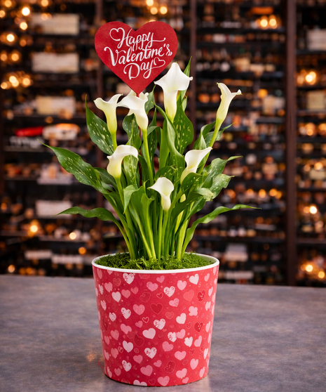Valentine Calla Lily Plant