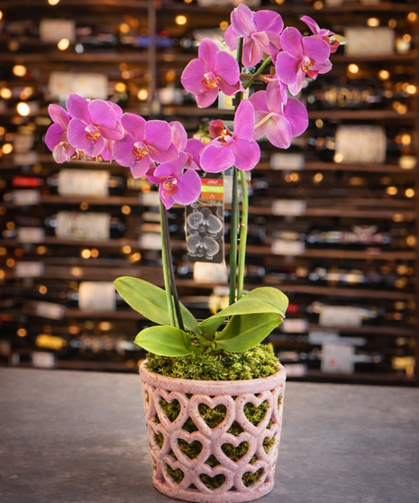 Valentines Orchid Plant