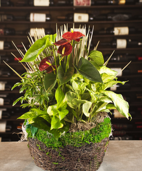 Anthurium Moss Garden