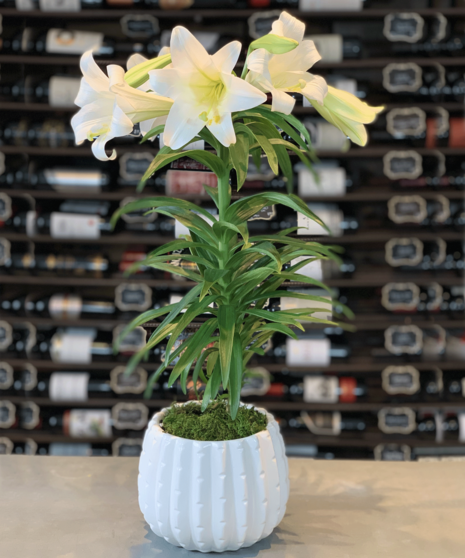 Blooming Easter Lily