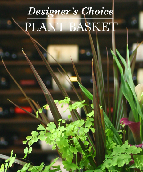Designers Choice Planter Dish Garden