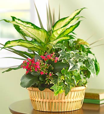 Columbus Plants and Garden Gifts