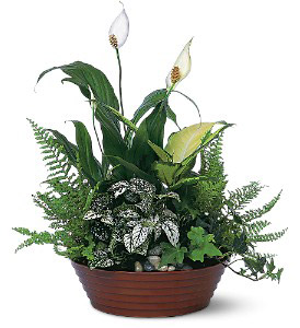 Houseplants